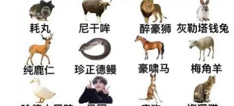 动物版鸡你太美
